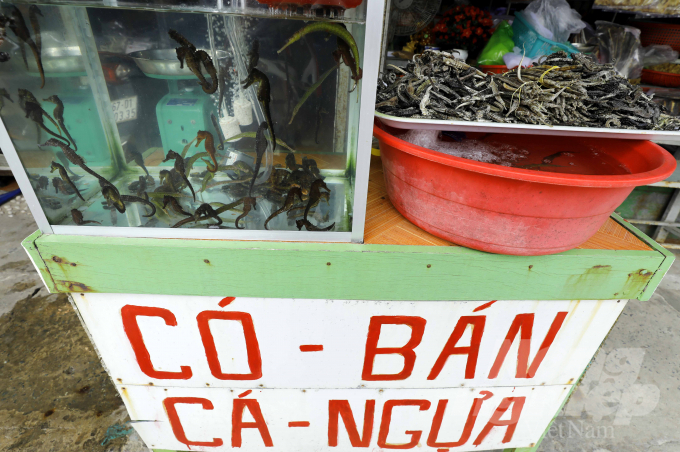 Cá ngựa, hải long tươi và khô bày bán ở chợ Hàm Ninh.      Với cá ngựa tươi, có giá khoảng 5 đến 8 triệu đồng/kg, còn nếu mua lẻ thì một cặp cá ngựa lớn có giá khoảng 80 ngàn đồng, cặp nhỏ hơn, cỡ 40 ngàn đồng.      Với cá ngựa khô nếu thẳng đuôi (phơi khi còn sống) có giá 70 ngàn đồng/con, còn loại phơi ghe có giá khoảng 40 ngàn đồng/con…