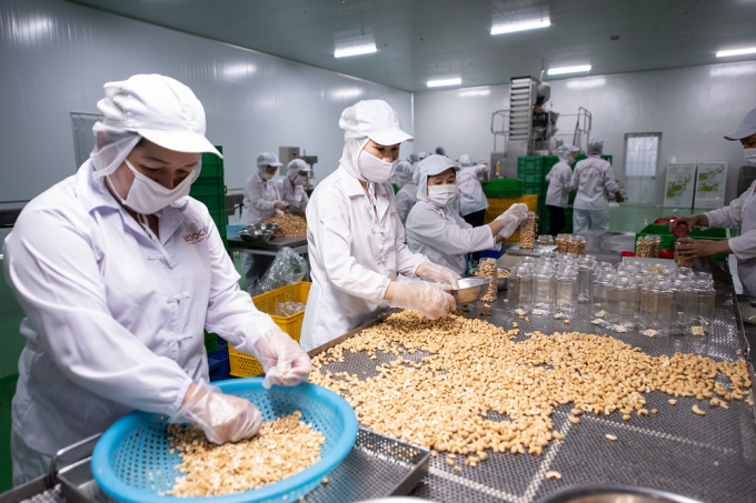 Deep processing to gradually affirm the brand name of Vietnamese cashews to domestic and international consumers is a sustainable path for the Vietnamese cashew industry. Photo: Tran Trung.