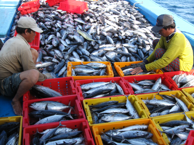 Giá cá ngừ sọc dưa vẫn giữ nguyên giá 20.000đ/kg so với trước đây, trong khi giá dầu liên tục tăng nên ngư dân không có lãi. Ảnh: Đăng Lâm.