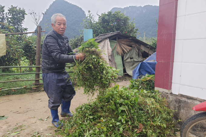 Người dân xã Trung Hóa (huyện Minh Hóa) bổ sung các loại rau, cỏ làm thức ăn cho trâu bò trong đợt rét. Ảnh: N.T