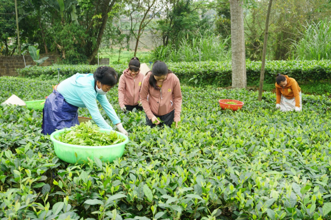 Qua nhiều năm thực hiện hỗ trợ sản xuất, chè Thái Nguyên đang hướng đến những mục tiêu mang tầm quốc tế. Ảnh: Đồng Văn Thưởng.