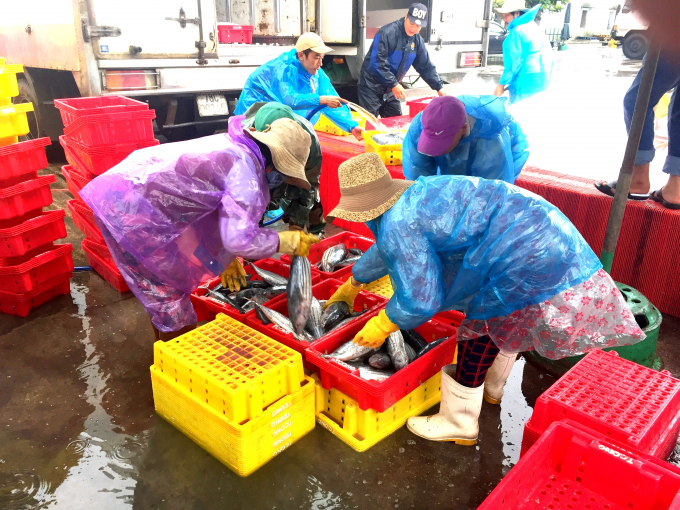 Ngư dân chuyển cá ngừ sọc dưa lên bán tại Cảng cá Quy Nhơn (Bình Định). Ảnh: Đăng Lâm.