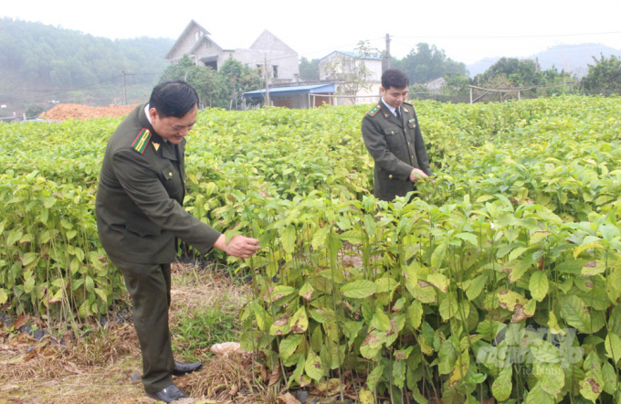 Cán bộ Hạt Kiểm lâm huyện Đại Từ kiểm tra chất lượng cây giống tại một vườn ươm trên địa bàn. Ảnh: Đồng Văn Thưởng.