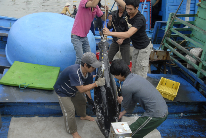 Giá cá ngừ đại dương hiện vẫn đang giữ giá 150.000đ/kg. Ảnh: Đăng Lâm.