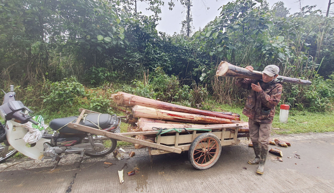 Người dân chịu khó kiếm cây chuối rừng về làm thức ăn cho trâu bò trong những ngày giá rét. Ảnh: N.T