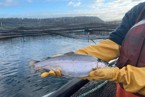 A 9-month-old steelhead is lifted from the Cooke Aquaculture Pacific Clam Bay Pen near Manchester. The all-female steelhead are altered to be sterile and spend the first six months in freshwater before being moved to saltwater pens. Photo: Jamestown S’Klallam Tribe