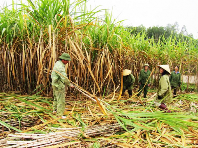 This year, farmers in Nghe An are excited because sugar cane has an unprecedented harvest, and the purchase price is at the highest level in the last 3-4 years. Photo: BNA.