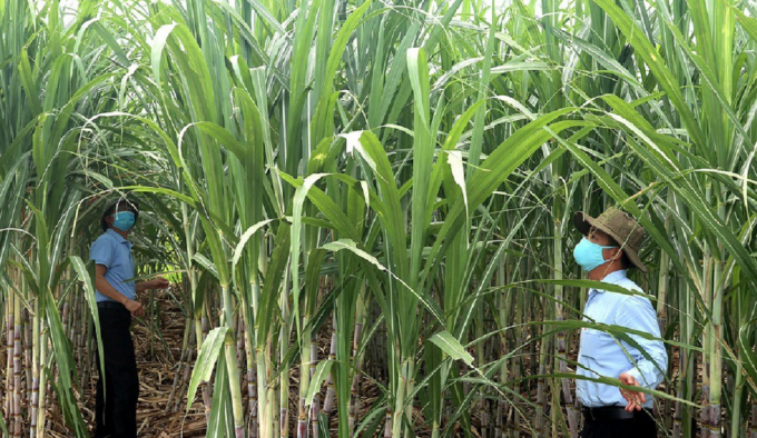 New high-yield and high-quality sugar cane varieties have been put into production by sugar mills in Nghe An. Photo: BNA.