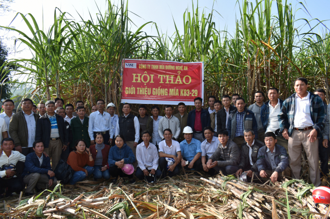 Nghe An Sugar Co., Ltd regularly transfers to farmers new sugar cane varieties and sustainable and cost-effective farming processes. Photo: NASU.