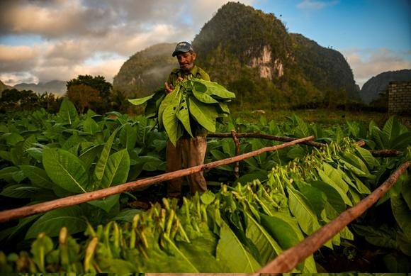 Thu hoạch thuốc lá của Cuba đã giảm từ 32.000 tấn trong năm 2017 xuống còn 25.800 vào năm 2020 và có thể sẽ chỉ đạt 22.000 tấn trong vụ này. Ảnh: AFP.