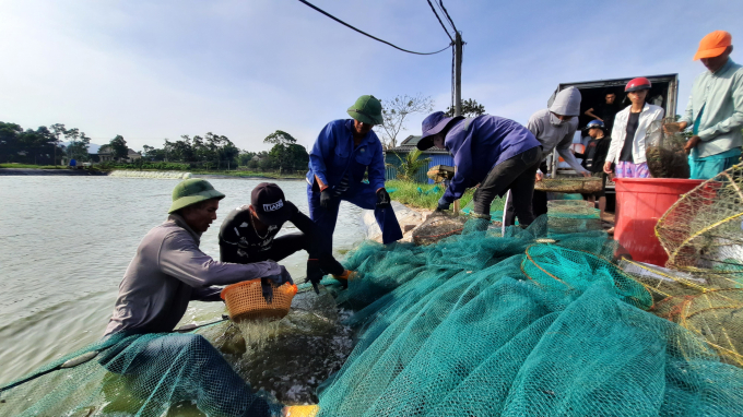 Quang Ninh's aquaculture production was 74,611 tons including 16,900 tons of shrimp. Photo: Nguyen Thanh.