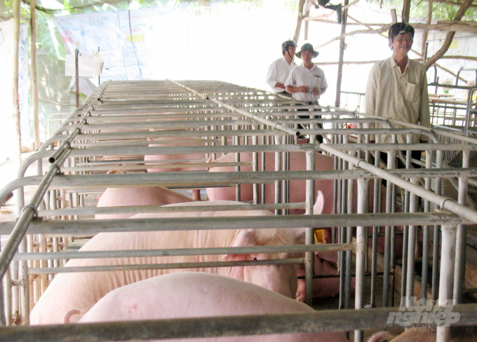 Businesses have proposed to invest in a pig farm using solar power in Dong Thap at a scale of nearly 60,000 pigs per year. Photo: Le Hoang Vu.