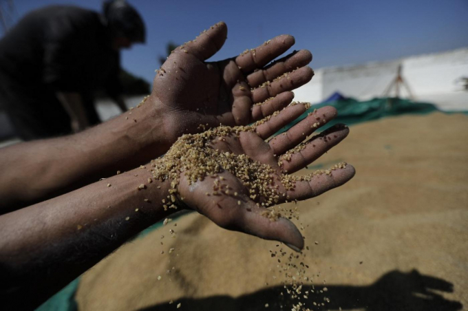 The Middle East and North Africa rely heavily on wheat imports from Ukraine. Photo: AFP