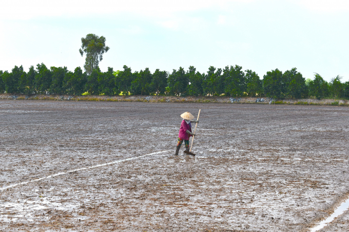 Farmers in the VnSAT project area in Tien Giang province prepare to sow the spring-summer crop. Photo: Minh Dam.