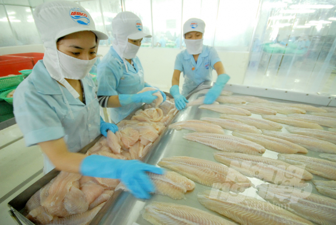 Pangasius processing for export in the Mekong Delta. Photo: Huu Duc.