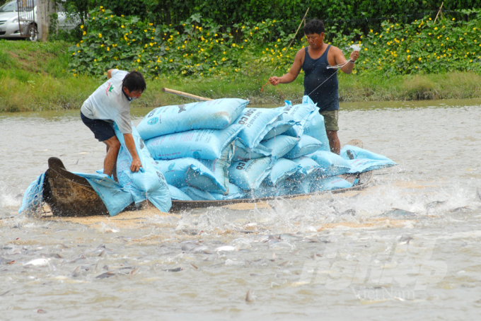 Commercial pangasius farming in Thoi An ward, O Mon district, Can Tho City. Photo: Huu Duc.
