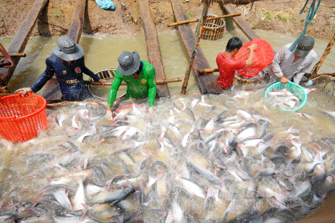 Commercial pangasius harvesting in the Mekong Delta. Photo: Huu Duc.
