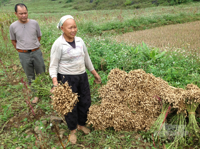 Cây lạc L14 đem lại thu nhập ổn định cho nhiều hộ dân các xã vùng cao Lục Khu, huyện Hà Quảng. Ảnh: Phương Oanh.