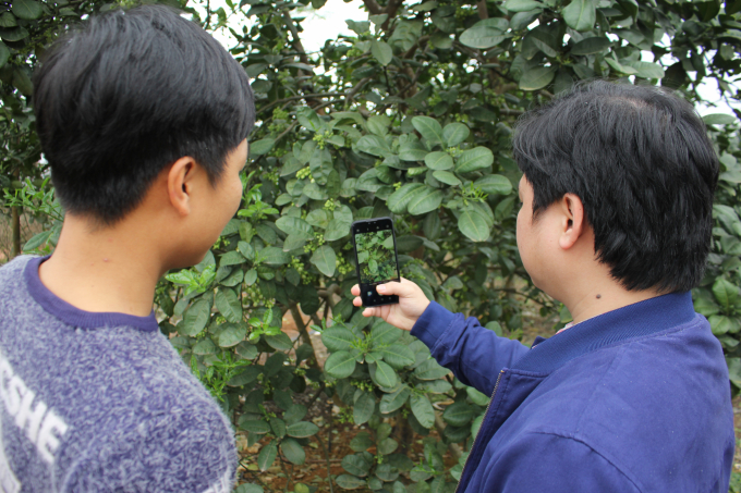 In 2021, Phu Tho province's Agricultural Extension Center continued to effectively implement the central agricultural extension project 'to build a model of intensive pomelo cultivation associated with product consumption'. Photo: Trung Quan.