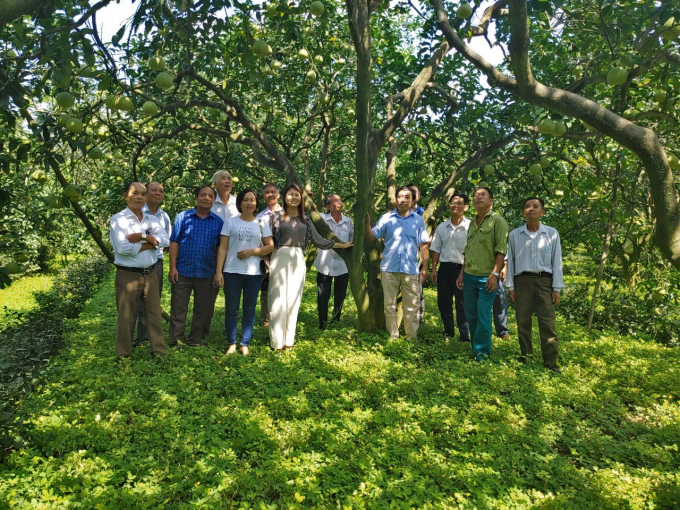 Phu Tho province's Agricultural Extension organizes visits and guides on pomelo care techniques for households participating in the Central Agricultural Extension Project in 2021.