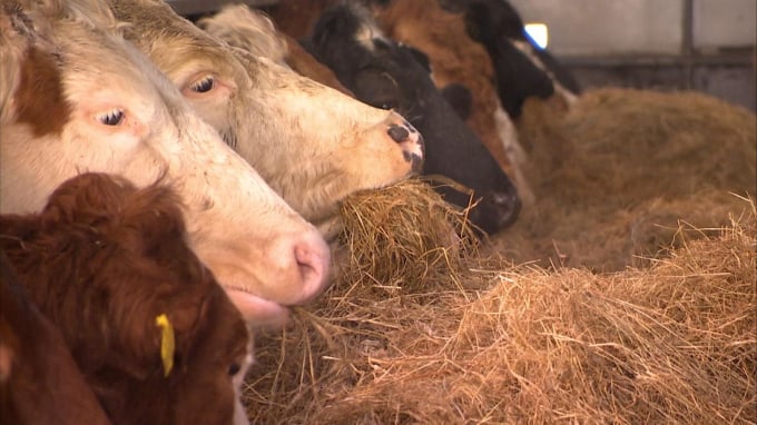 Many people say they would prefer their meat to come directly from animals. Photo: News Sky