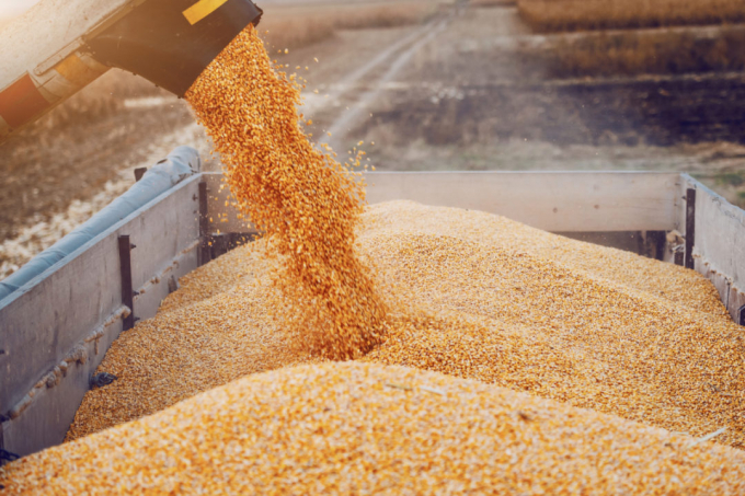 The Russia-Ukraine conflict will affect the global corn market. Photo: TL.