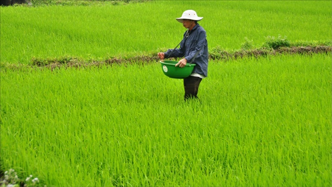 Người dân tranh thủ thời tiết nắng ấm để bón thúc cho lúa vụ đông xuân. Ảnh: TL.