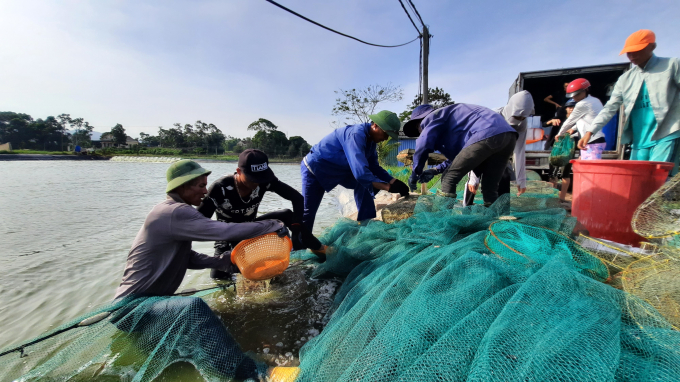 Hiện nay, 50% sản lượng thủy sản khai thác trên địa bàn tỉnh Quảng Ninh đến từ hoạt động nuôi trồng. Ảnh: Nguyễn Thành