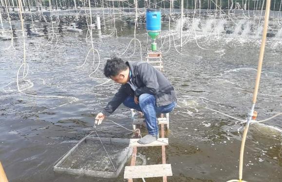 Model of three-stage closed-loop shrimp farming demands little water change. Photo: Trong Linh.