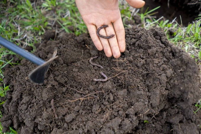 There are at least three different types of active earthworms in the soil. Each species lives in a specific soil layer and performs different functions that contribute to soil health.