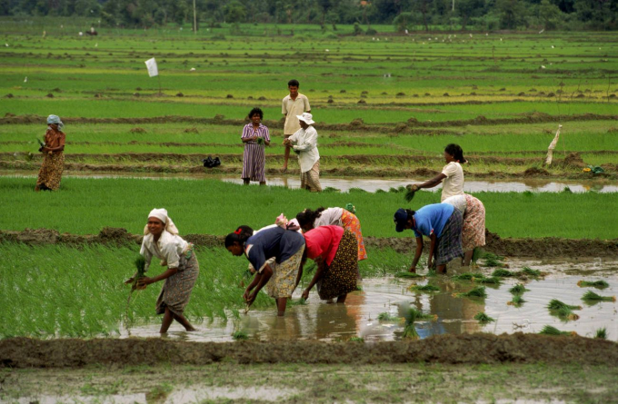 Mùa Maha năm nay, Sri Lanka dự kiến ​​chỉ sản xuất được 2,3 triệu tấn gạo. Ảnh: Pinterest.