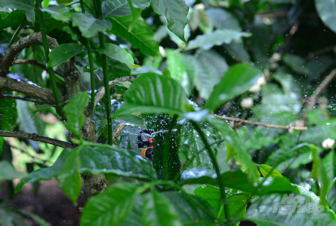 Water source is spread evenly on the garden floor to help plants absorb the most water. Photo: Dang Lam.