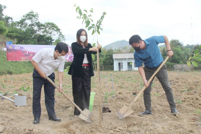 Trồng cây mai anh đào tại vườn hoa Thanh Niên của huyện Khánh Sơn để khởi động dự án 'Mây Hồng - Phủ hồng đồi xanh'. Ảnh: TL.