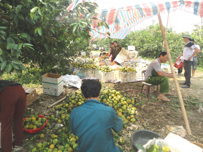 Năm nay, quýt PQ giá rẻ, bán không đủ trả công cho người thu hái. Ảnh: Hồ Quang.