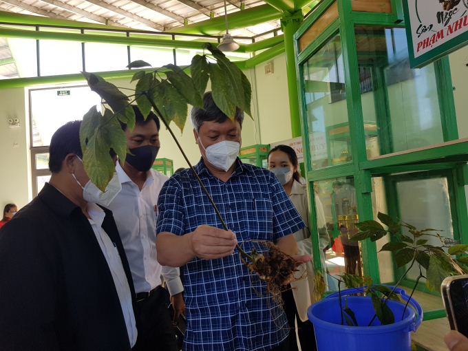 Phiên chợ sâm Ngọc Linh tại huyện Nam Trà My vừa qua đã thu về gần 3 tỷ đồng từ việc bán sâm. Ảnh: H.T.