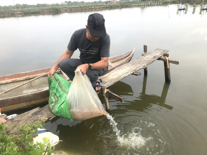 Thả cá rô phi vào ao tôm để chúng xử lý chất cặn bã trong nguồn nước nuôi. Ảnh: V.Đ.T.