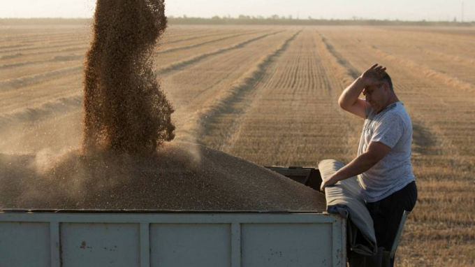 Wheat prices have hit record highs on intensifying concerns of a supply shortage because of the war in Ukraine, raising the spectre of soaring global food inflation. Photo: bisecommunity