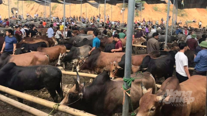 Nghien Loan’s buffalo and cow market contribute to the promotion of the cattle-raising industry in Bac Kan province. Photo: Toan Nguyen.