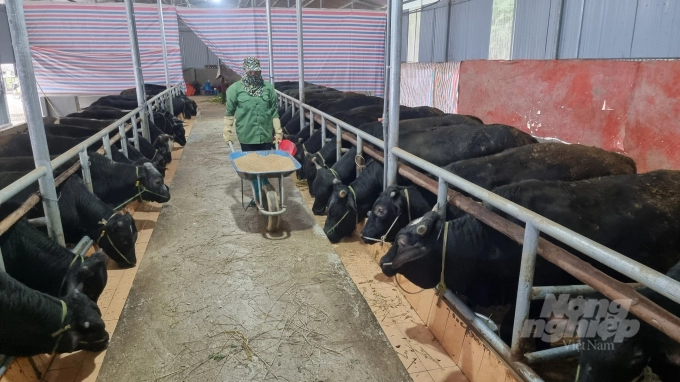 Raising 3b cows is a suitable direction based on the climate and soil conditions of Bac Kan province. Photo: Toan Nguyen.