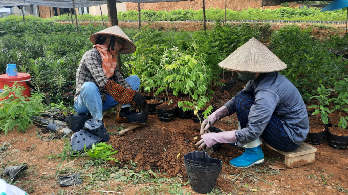 Các HTX đã cơ bản cung cấp đủ nguồn cây giống lâm nghiệp phục vụ công tác trồng rừng của huyện Ba Chẽ. Ảnh: Nguyễn Thành.