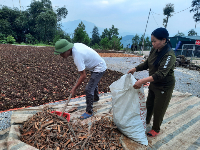 Người dân huyện Bình Liêu thu hoạch vỏ quế, loại cây gỗ lớn cho giá trị kinh tế cao. Ảnh: Nguyễn Thành.