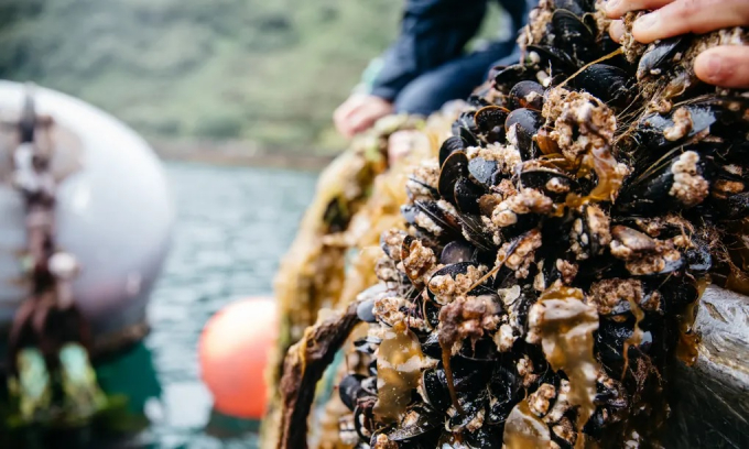Những sợi dây bám đầy vẹm đang tạo ra một 'chuỗi thức ăn thịnh vượng và hạnh phúc' ở hồ Loch Slapin trên đảo Skye (Vương quốc Anh). Ảnh: Guardian.