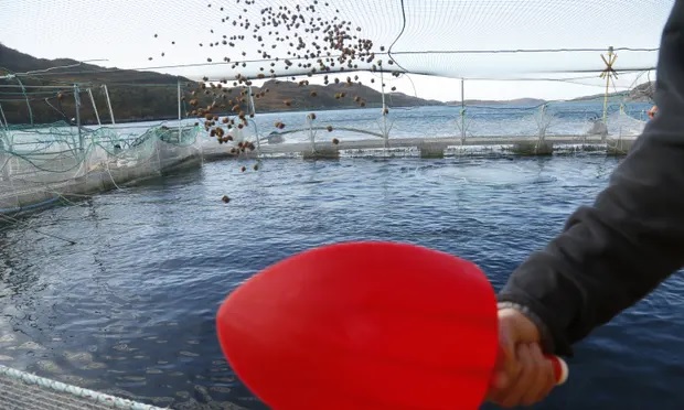 Nuôi cá hồi là một ví dụ điển hình cho thấy hệ thống lương thực toàn cầu kém hiệu quả và bất bình đẳng, nghiên cứu mới 'buộc tội'.