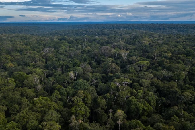 Theo một nghiên cứu trên tạp chí Nature Climate Change, rừng nhiệt đới Amazon ở bang Amazonas (Brazil), đang mất dần khả năng phục hồi. Ảnh: Bloomberg.
