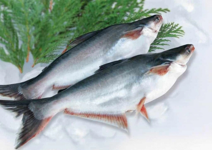 Pangasius export to Russia was interrupted due to the Russia-Ukraine conflict. Photo: TL.