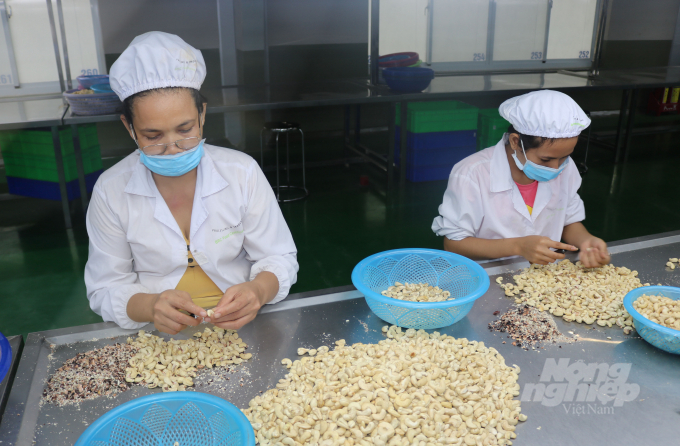 Cashew kernel is one of Vietnam’s top export agro-products.