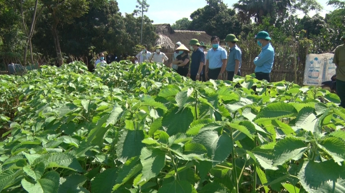 The ramie growing model in Phuong Vy commune (Cam Khe district, Phu Tho) has given very promising results. Photo: Manh Thuan.