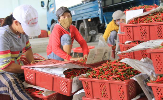 Trung Quốc vừa cho phép 5 doanh nghiệp Việt Nam được xuất khẩu ớt tươi chính ngạch.