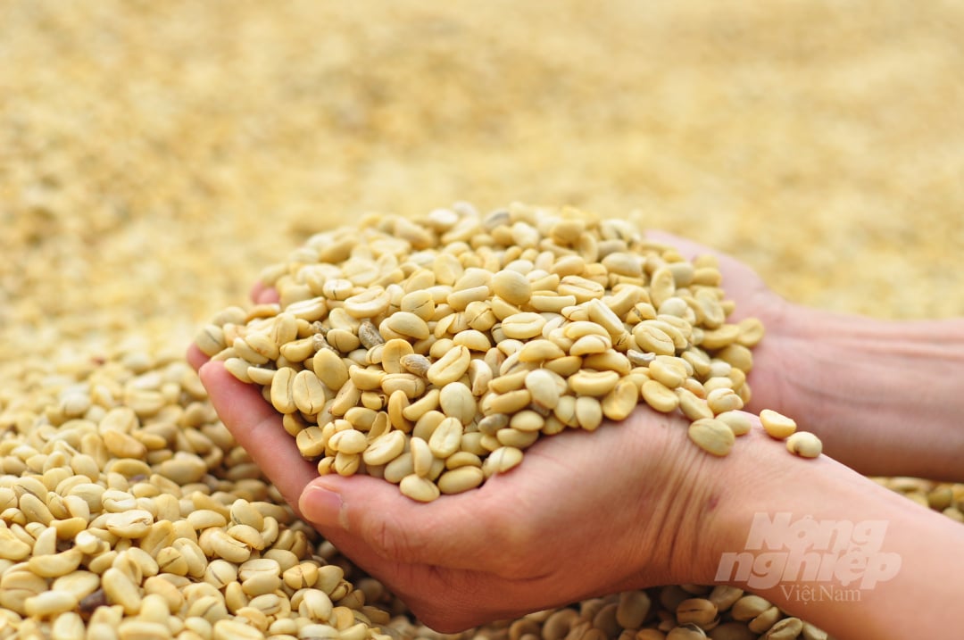 Với sự hỗ trợ của Dự án VnSAT, mỗi năm, Hợp tác xã nông nghiệp Nam Ban sản xuất khoảng 100 tấn cà phê nhân cao cấp và 150 tấn nhân thường. Ảnh: Minh Hậu.