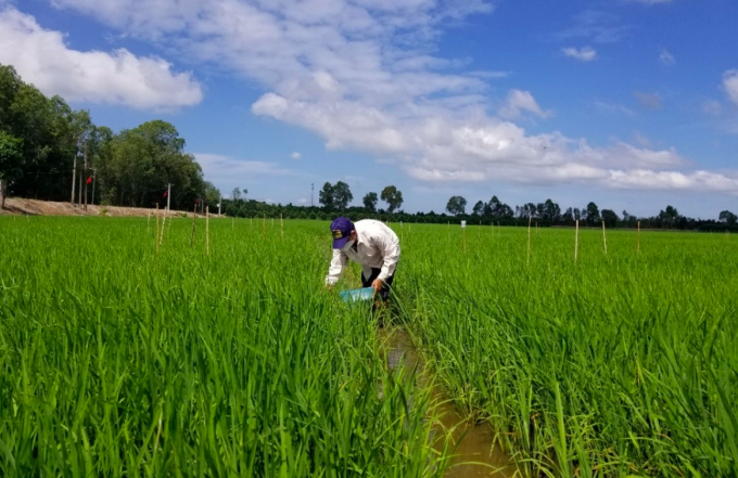 Fertilize following the treatments in experimental fields. Photo: Minh Dam.